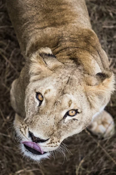 Lions Sur Une Promenade Reposer — Photo