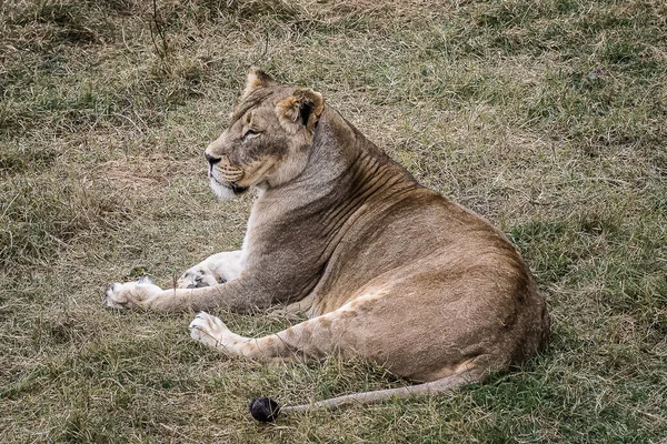 Leeuwen Een Wandeling Rust — Stockfoto