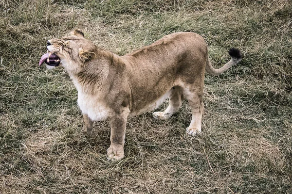 Leões Passeio Resto — Fotografia de Stock