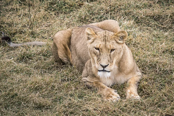 Leones Paseo Descanso — Foto de Stock