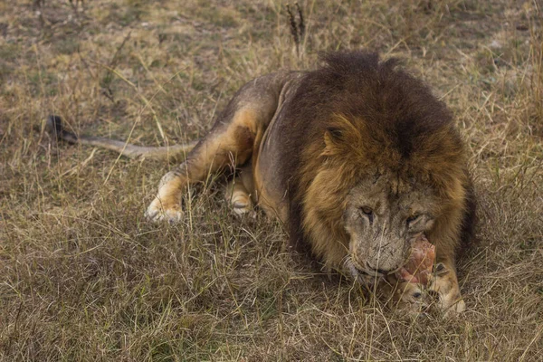 Lions Walk Rest — Stock Photo, Image