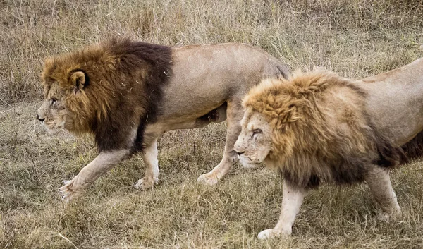 Löwen Auf Spaziergang Und Erholung — Stockfoto