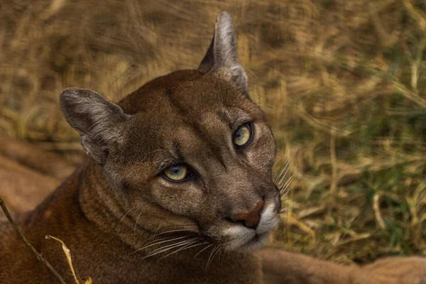 Sonbahar ormanında Güzel Puma 'nın portresi. Amerikan puması - dağ aslanı, vurucu poz, ormanda sahne