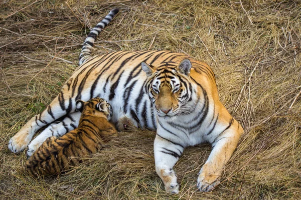 Тигрица Детенышем Мать Тигра Детеныш — стоковое фото