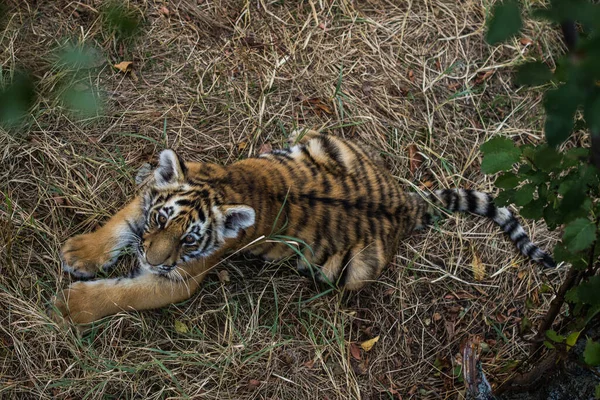 Amur kaplan yavrusuna yaklaş.