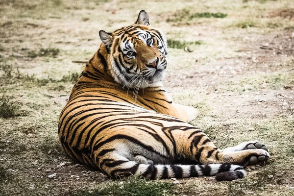Бенгальский Тигр Лесу Показывает Голову Ногу — стоковое фото