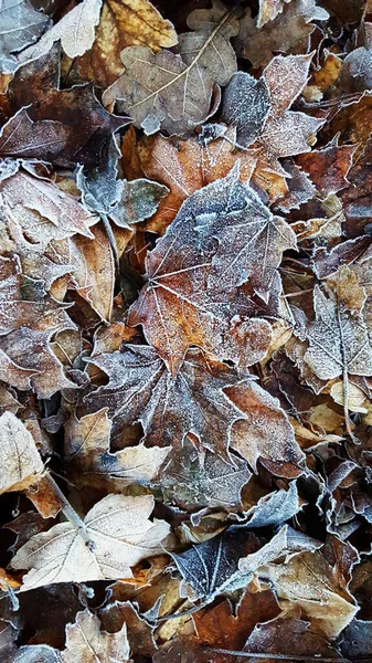 Belle Givre Sur Beaucoup Feuilles Séchées Couchées Sur Sol Hiver — Photo