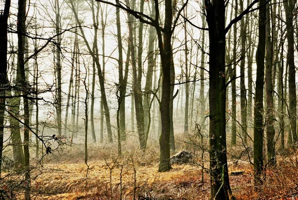 霧の中で落葉樹の背の高い 細長い裸の幹とムーディー秋のショット — ストック写真