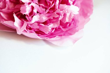 Beyaz arkaplanda pembe şakayık tomurcuklu fotoğraf, kopyalama alanı.