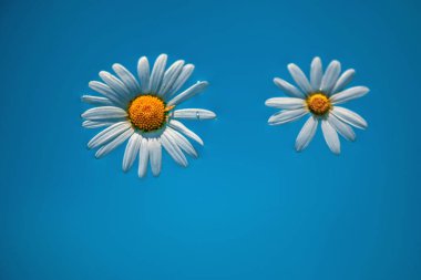Mavi arka planda iki ıslak papatya başı, yakın plan..