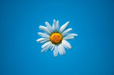 Mavi arka planda bir ıslak papatya çiçeği korolla başı, yakın plan..