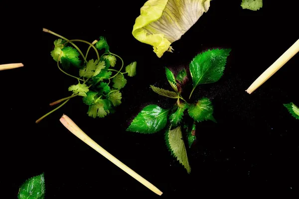 Pişirmek Için Taze Yeşil Aromalı Asya Bitkisi Kişniş Kişniş Tehlike — Stok fotoğraf
