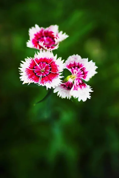 在朦胧的绿色花朵的背景上 美丽的小粉红花朵的花冠 — 图库照片