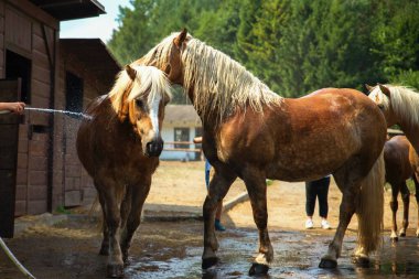 Ahırların önünde koşan atlar (Haflinger cins).