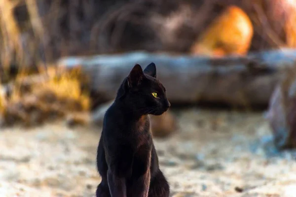 Black cat with green eyes sit on pebble beach on sunset lighting and wait for food.