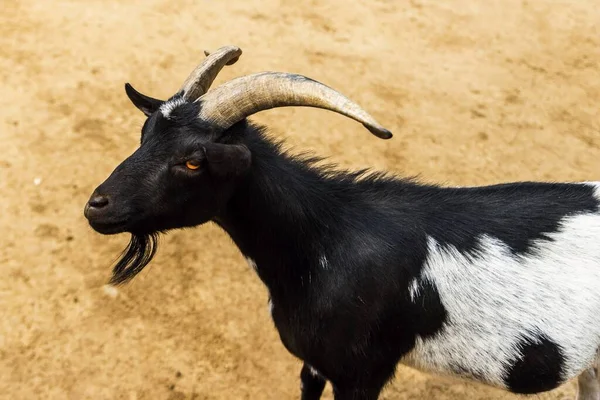 Retrato Cabra Negra Blanca Con Cuernos Sobre Arena — Foto de Stock