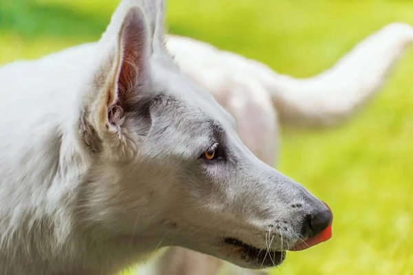 Weißer Schweizer Schäferhund Porträt Detail Des Kopfes Freien Auf Verschwommenem — Stockfoto