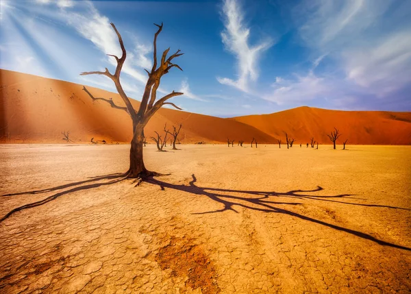 南アフリカのナミブ砂漠で死んだ谷のオレンジ色の砂丘を背景に砂漠の孤独な木 — ストック写真