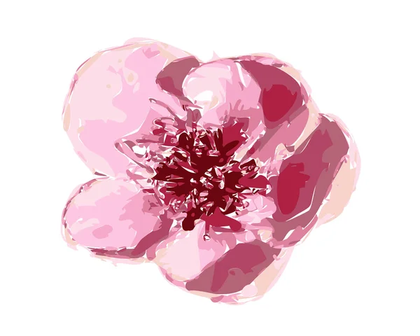 美丽柔和的粉红色空间花朵在白色背景上被隔离的图例 单瓣樱花适合独特的排列 — 图库矢量图片