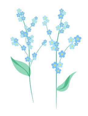 Beni unutma bitkisi beyaz arka planda izole edilmiş bir çiçek değil. Mavi çiçekler, yeşil yapraklar. Görüntü.