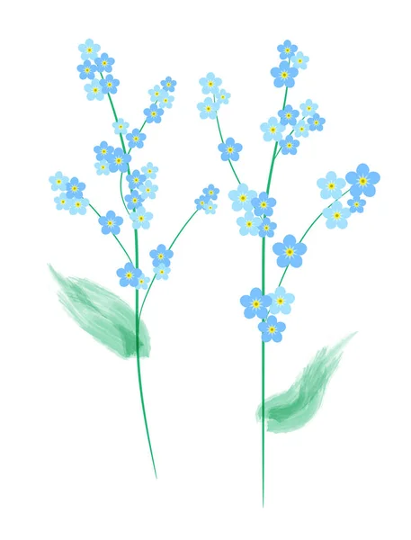 Plantera Glömma Mig Inte Blomma Isolerad Vit Bakgrund Blå Blommor — Stock vektor