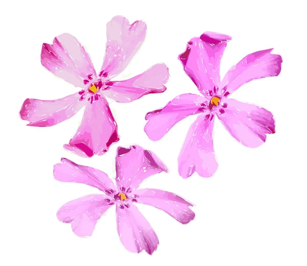 Illustration Vackra Milda Rosa Rumsliga Blommor Isolerad Vit Bakgrund Singel — Stock vektor