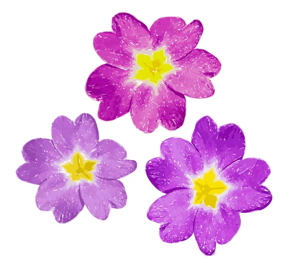 Rosa Och Violett Blomma Med Gul Mitten Isolerad Vit Bakgrund — Stock vektor