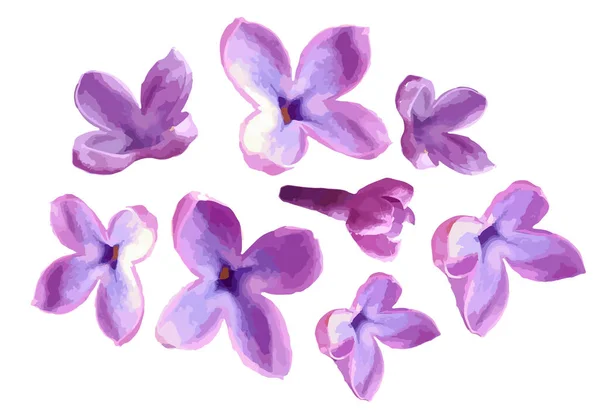 Lilac Blomma Isolerad Vit Bakgrund Violetta Blommor Och Blomknoppar Vektorillustration — Stock vektor
