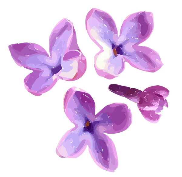 在白色背景上被隔离的丁香花 紫罗兰盛开 花蕾绽放 矢量说明 — 图库矢量图片