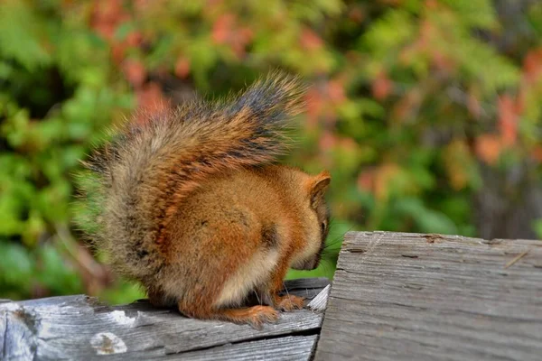 可爱的小松鼠 毛茸茸的尾巴和珠子般的眼睛坐在木制栅栏上 绿色的背景 照片来自加拿大落基山脉 — 图库照片
