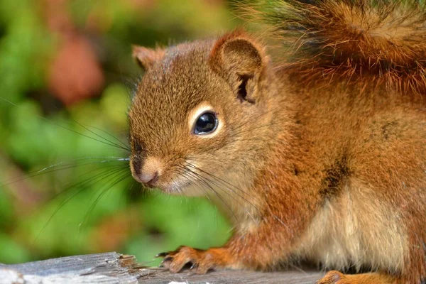 Niedliches Kleines Eichhörnchen Mit Flauschigem Schwanz Und Perlenaugen Sitzt Auf — Stockfoto