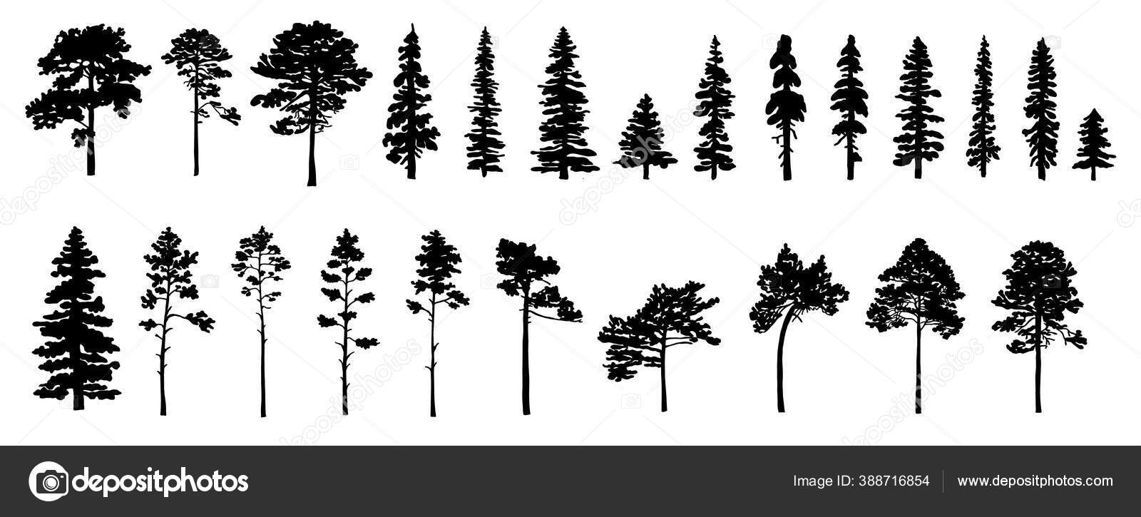 Set Tree Silhouettes Different Types Shapes Isolated White Background ...
