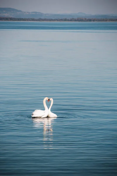 Swan Couple Swimming Neuchtel Lake Switzerland — Stock Photo, Image