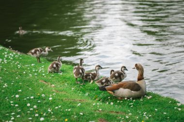 Ana Mısırlı Kaz ve kazları Brüksel Belçika 'da bir parkta