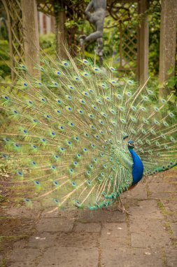 Hint Tavuskuşu ya da Tavuskuşu görkemli tüylerini sergiliyor