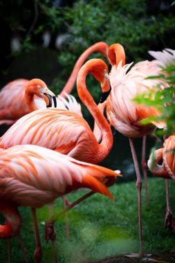 Flamingo sürüsü nehir kıyısında