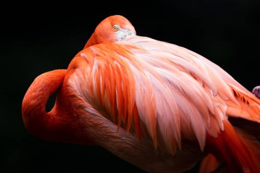 Bekar Amerikan Flamingosu kafasını tüylerinin üzerine koyuyor.