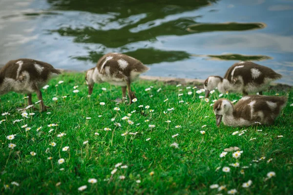 Geschwister Ägyptische Gösslinge Die Sich Einem Park Brüssel Ernähren — Stockfoto