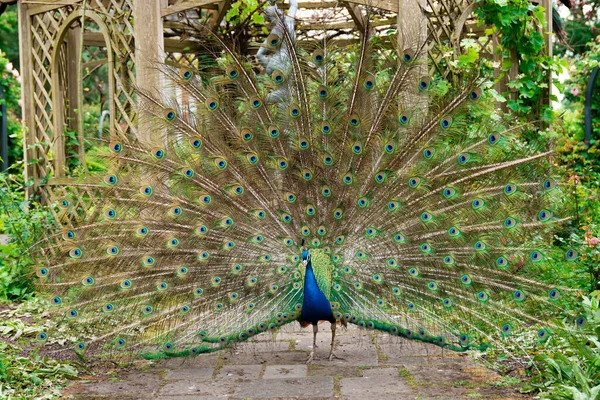 Pavão Indiano Peafowl Exibindo Suas Penas Majestosas — Fotografia de Stock