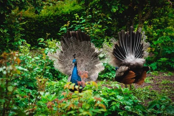 Bir Çift Kongo Tavuskuşu Veya Tavuskuşu Görkemli Tüylerini Sergiliyor — Stok fotoğraf