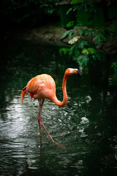 Single American Flamingo walking on a river