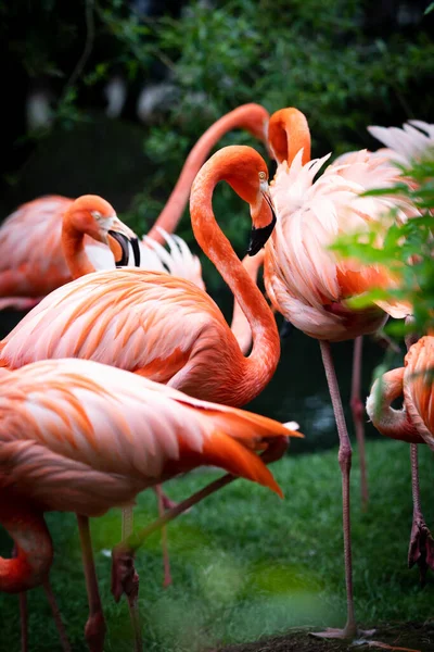 Flamingo Sürüsü Nehir Kıyısında — Stok fotoğraf