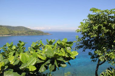 Endonezya 'da Lombok Boğazı' na bakan tropik ağaçlar