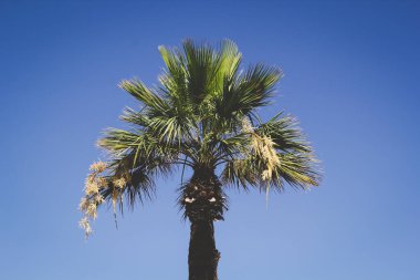 Torrevieja İspanya 'da Mavi Gök ile Tek merkezli bir palmiye ağacı