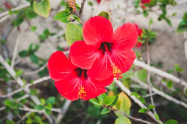 Sarı Anterli İki Kırmızı Çiçek: Çin Hibiscus, Çin Gülü, Hawaii Hibiscus, Rose Mallow veya Ayakkabı Siyah Bitkisi (Hibiscus Rosa Sinensis))