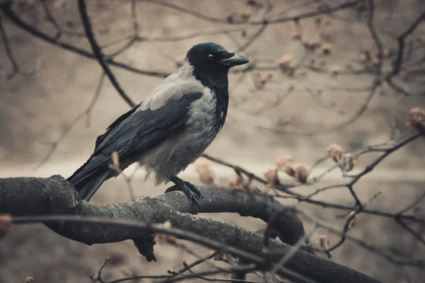 Vilnius Litvanya Daki Bir Parkta Yaşlı Avrasya Saksağan Kuşu — Stok fotoğraf