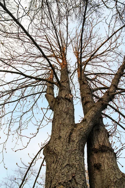 立陶宛维尔纽斯Bernardinai花园 Bernardinu Sodas 的裸树 背景为云彩 — 图库照片