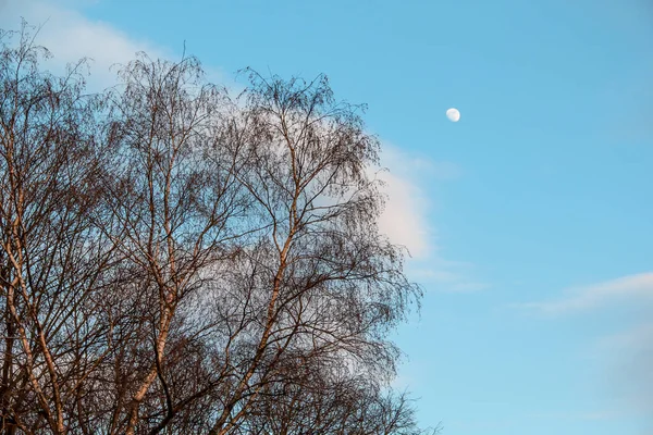 Naakte Boom Bij Bernardinai Garden Bernardinu Frisdrank Met Wolken Maan — Stockfoto