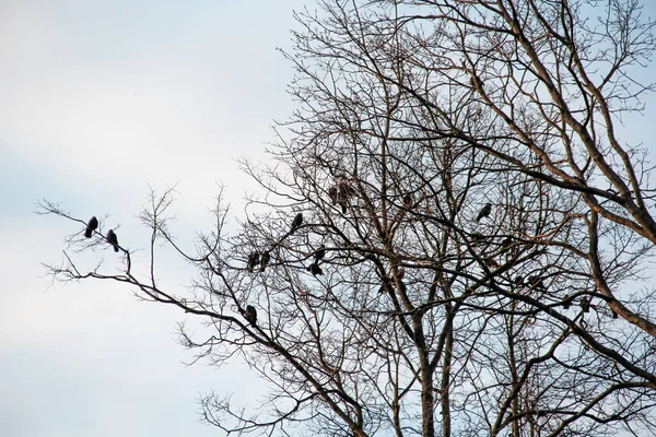 Naked Tree Silhouette Birds Bernardinai Garden Bernardinu Sodas Clouds Background — Stock Photo, Image