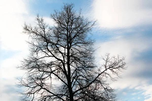 立陶宛维尔纽斯Bernardinai花园 Bernardinu Sodas 的裸树 背景为云彩 — 图库照片
